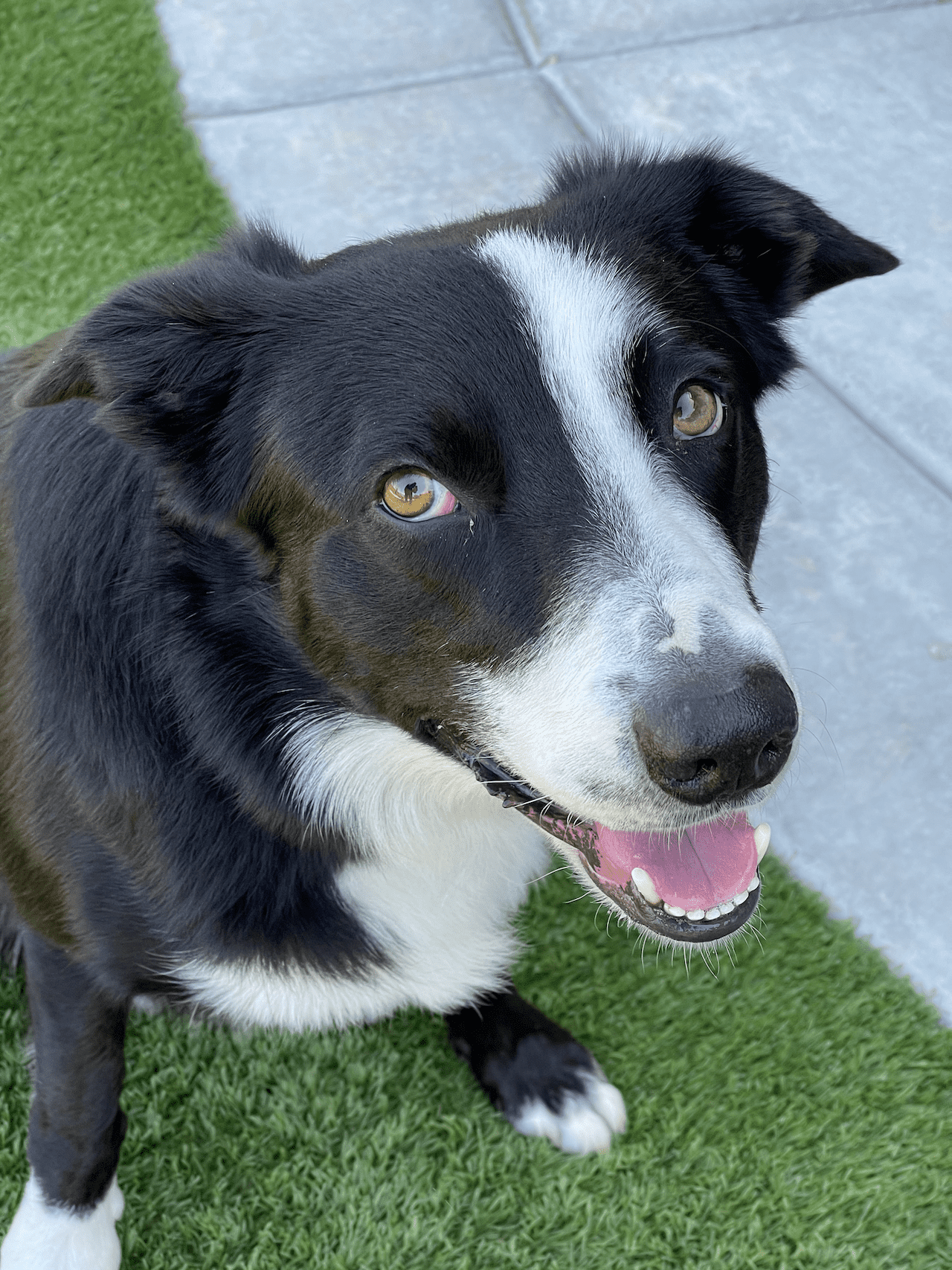 Schubert, a black and white border collie, giving us a roguish stare.